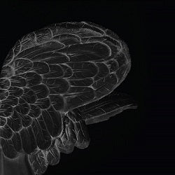 (G)I-DLE - I TRUST (TRUE VER.)